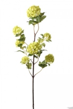 Viburnum, Snowball 109cm groen